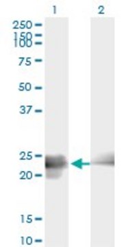 Monoclonal Anti-BIN3 antibody produced in mouse clone 3G3, ascites fluid, solution