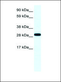 Anti-ANXA4 antibody produced in rabbit IgG fraction of antiserum