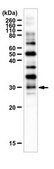 Anti-FAM60A Antibody from rabbit, purified by affinity chromatography