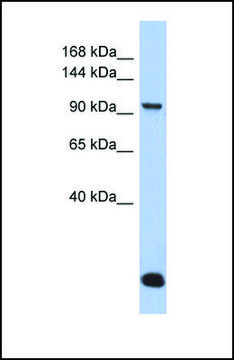 Anti-MVP, (N-terminal) antibody produced in rabbit affinity isolated antibody