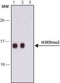 Monoclonal Anti-diMethyl-Histone H3 (diMe-Lys9) (H3K9me2) antibody produced in mouse ~1.0 mg/mL, clone 5E5-G5, purified immunoglobulin