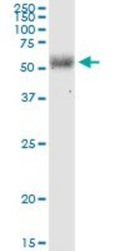 Monoclonal Anti-LGTN, (C-terminal) antibody produced in mouse clone 2D10, purified immunoglobulin, buffered aqueous solution