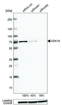 ANTI-CDK19 antibody produced in rabbit Prestige Antibodies&#174; Powered by Atlas Antibodies, affinity isolated antibody, buffered aqueous glycerol solution