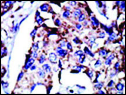 Anti-DGKD (C-term) antibody produced in rabbit IgG fraction of antiserum, buffered aqueous solution