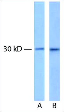 Anti-CDK4 (AB1) antibody produced in rabbit IgG fraction of antiserum