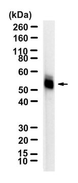 Anti-PPAR&#948; Antibody, clone 1I8 ZooMAb&#174; Rabbit Monoclonal recombinant, expressed in HEK 293 cells