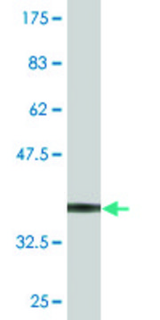 Monoclonal Anti-SLC26A9 antibody produced in mouse clone 4E9, purified immunoglobulin, buffered aqueous solution