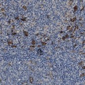 Anti-CD163L1 antibody produced in rabbit Prestige Antibodies® Powered by Atlas Antibodies, affinity isolated antibody, buffered aqueous glycerol solution