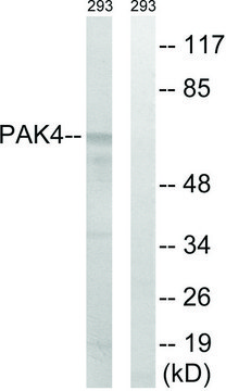 Anti-PAK4 antibody produced in rabbit affinity isolated antibody