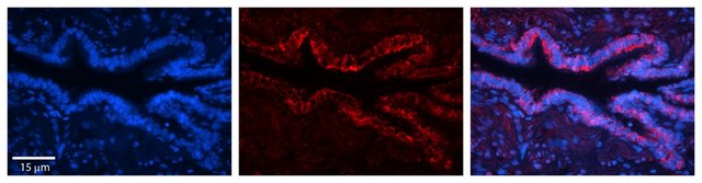 Anti-SLC16A1 antibody produced in rabbit affinity isolated antibody