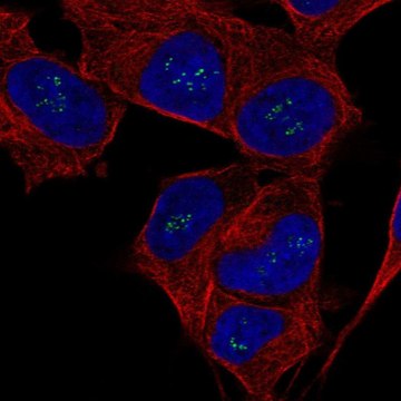 Anti-FGF14 antibody produced in rabbit Prestige Antibodies&#174; Powered by Atlas Antibodies, affinity isolated antibody