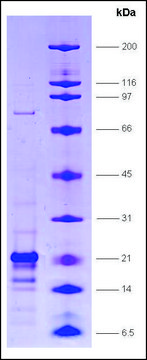 GAL4 [(1-147) - AH] from Saccharomyces cerevisiae recombinant, expressed in E. coli, &#8805;80% (SDS-PAGE)