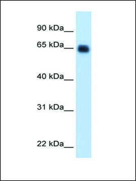 Anti-KNG1 antibody produced in rabbit affinity isolated antibody