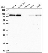 Anti-TRERF1 antibody produced in rabbit Prestige Antibodies® Powered by Atlas Antibodies, affinity isolated antibody