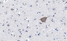 Anti-FUNDC1 Antibody, clone 1K16 ZooMAb® Rabbit Monoclonal recombinant, expressed in HEK 293 cells