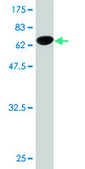 Monoclonal Anti-NUDC antibody produced in mouse clone 6F12, purified immunoglobulin, buffered aqueous solution