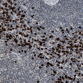Anti-PRUNE2 antibody produced in rabbit Prestige Antibodies® Powered by Atlas Antibodies, affinity isolated antibody, buffered aqueous glycerol solution