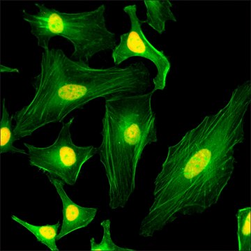 Anti-Core Histone Macro-H2A.1 antibody, Rabbit monoclonal recombinant, expressed in HEK 293 cells, clone RM248, purified immunoglobulin