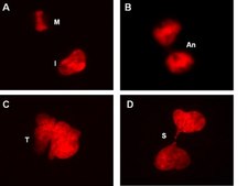 LentiBrite Histone H2B-RFP Lentiviral Biosensor