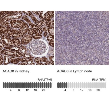 Anti-ACAD8 antibody produced in rabbit Prestige Antibodies&#174; Powered by Atlas Antibodies, affinity isolated antibody, buffered aqueous glycerol solution