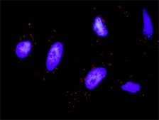 Monoclonal Anti-KIT antibody produced in mouse clone 6G12, purified immunoglobulin, buffered aqueous solution