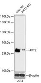 Anti- AKT2 antibody produced in rabbit