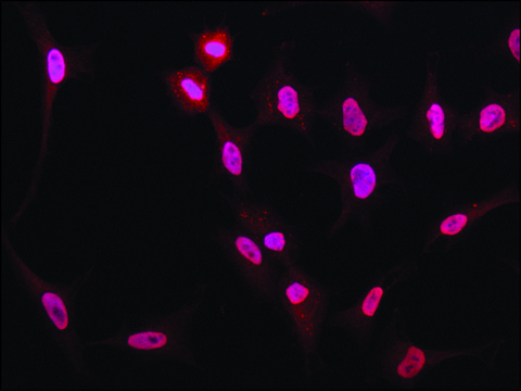 Anti-NONO (N-terminal) antibody produced in rabbit ~1.0&#160;mg/mL, affinity isolated antibody, buffered aqueous solution