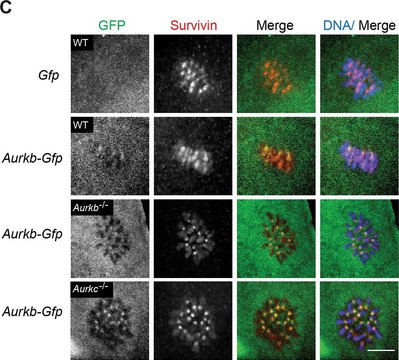 Monoclonal Anti-Green Fluorescent Protein (GFP) antibody produced in mouse clone GFP-20, ascites fluid