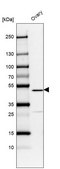 Anti-VPS13B antibody produced in rabbit Prestige Antibodies® Powered by Atlas Antibodies, affinity isolated antibody