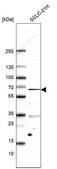 Monoclonal Anti-ETV1 antibody produced in mouse Prestige Antibodies® Powered by Atlas Antibodies, clone CL15251, purified antibody (Protein A)
