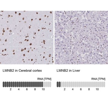 Anti-LMNB2 antibody produced in rabbit Prestige Antibodies&#174; Powered by Atlas Antibodies, affinity isolated antibody, buffered aqueous glycerol solution