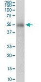 Anti-PRKAG2 antibody produced in rabbit purified immunoglobulin, buffered aqueous solution