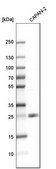 Anti-TMED7 antibody produced in rabbit Prestige Antibodies® Powered by Atlas Antibodies, affinity isolated antibody, buffered aqueous glycerol solution