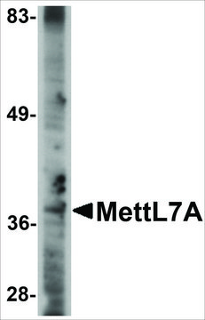 Anti-MettL7A antibody produced in rabbit affinity isolated antibody, buffered aqueous solution