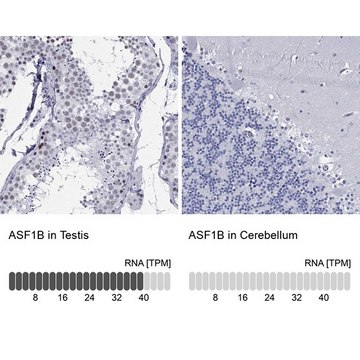 Anti-ASF1B antibody produced in rabbit Prestige Antibodies&#174; Powered by Atlas Antibodies, affinity isolated antibody, buffered aqueous glycerol solution