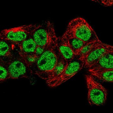 Anti-PROX1 antibody produced in rabbit Prestige Antibodies&#174; Powered by Atlas Antibodies, affinity isolated antibody