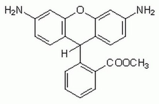 Dihydrorhodamine 123 Cell-permeable fluorogenic probe that is useful for the detection of reactive oxygen species (ROS) such as peroxide and peroxynitrite.