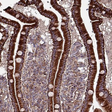 Anti-ANO10 antibody produced in rabbit Prestige Antibodies&#174; Powered by Atlas Antibodies, affinity isolated antibody, buffered aqueous glycerol solution