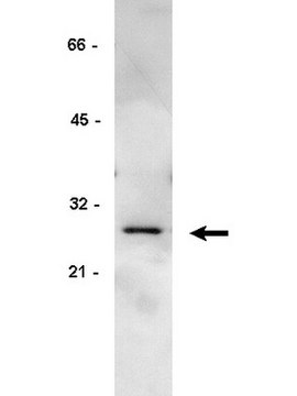 Anti-GRB2 Antibody, clone 3F2 clone 3F2, Upstate&#174;, from mouse