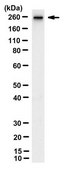 Anti-NuMA1 Antibody, clone AD6-1 clone AD6-1, from mouse