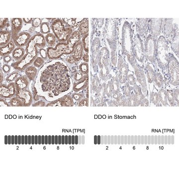 抗-DDO 兔抗 Prestige Antibodies&#174; Powered by Atlas Antibodies, affinity isolated antibody, buffered aqueous glycerol solution