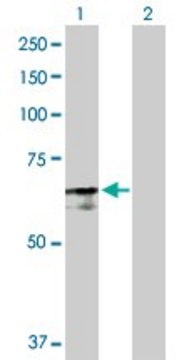 Anti-PABPC4 antibody produced in rabbit purified immunoglobulin, buffered aqueous solution