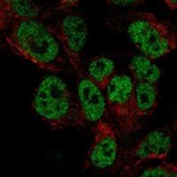 Anti-DACH1 antibody produced in rabbit Prestige Antibodies&#174; Powered by Atlas Antibodies, affinity isolated antibody, buffered aqueous glycerol solution