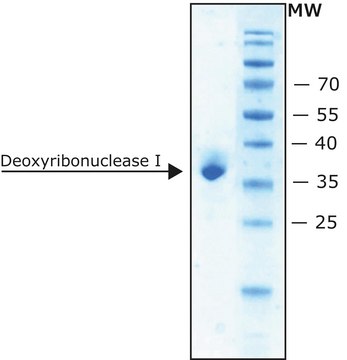 脱氧核糖核酸酶 I 牛 recombinant, expressed in Pichia pastoris, lyophilized powder, RNAse and protease, free