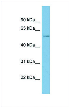 Anti-MARVELD2 antibody produced in rabbit affinity isolated antibody