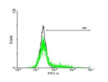 Anti-IL13RA1 antibody produced in mouse purified immunoglobulin, buffered aqueous solution