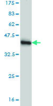 Monoclonal Anti-LDB1, (N-terminal) antibody produced in mouse clone 4G8, purified immunoglobulin, buffered aqueous solution