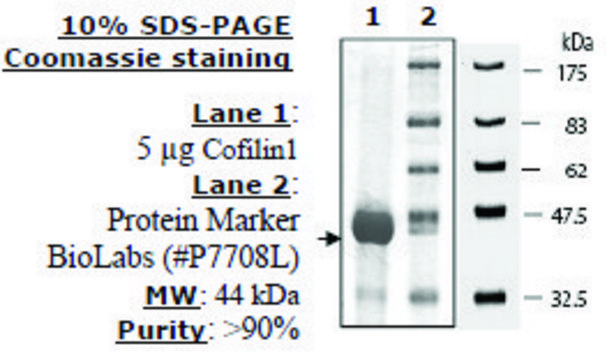 活性Cofilin 1 人 recombinant, expressed in E. coli, &#8805;90% (SDS-PAGE)