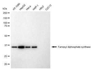 KD-Validated Anti Farnesyl diphosphate synthase Antibody, clone 23GB1395, Rabbit Monoclonal clone 23GB1395, recombinant rabbit monoclonal, expressed in HEK293 cells