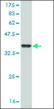 Monoclonal Anti-GZMM antibody produced in mouse clone 4D11, purified immunoglobulin, buffered aqueous solution